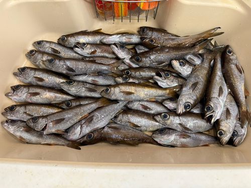 クロムツの釣果