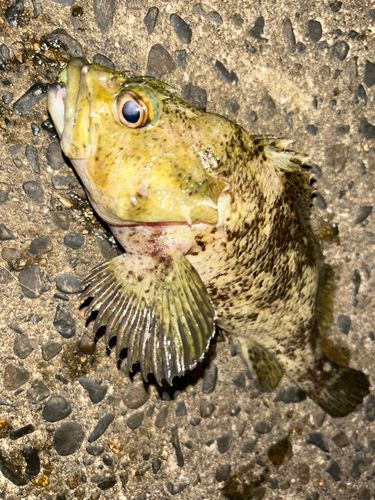 ムラソイの釣果