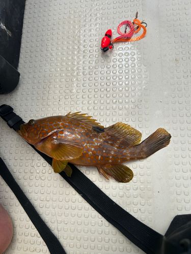 アコウの釣果