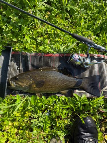 スモールマウスバスの釣果