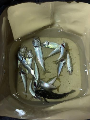アジの釣果