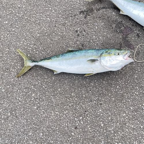 ワラサの釣果