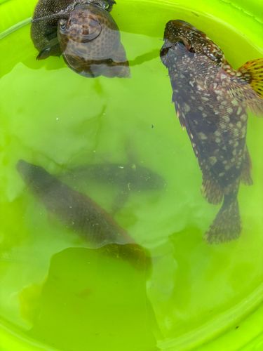 カサゴの釣果