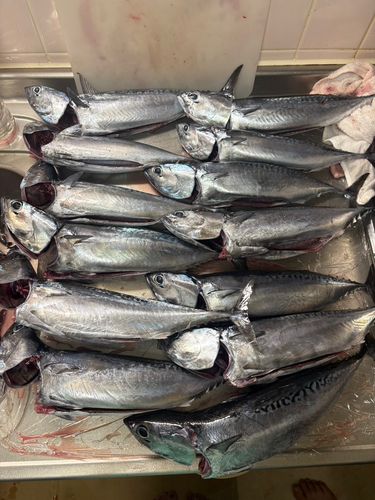 ソウダガツオの釣果