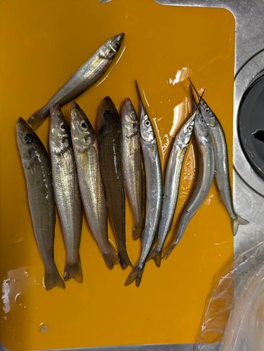 サヨリの釣果