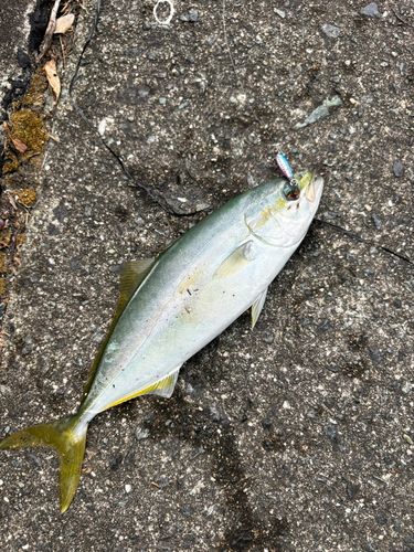 ネイリの釣果