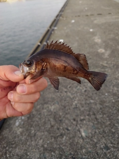 メバルの釣果