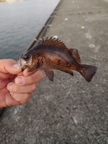 メバルの釣果