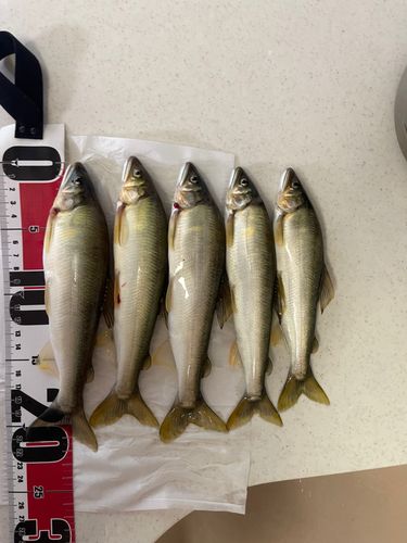 アユの釣果