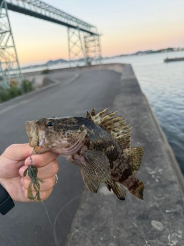 タケノコメバルの釣果