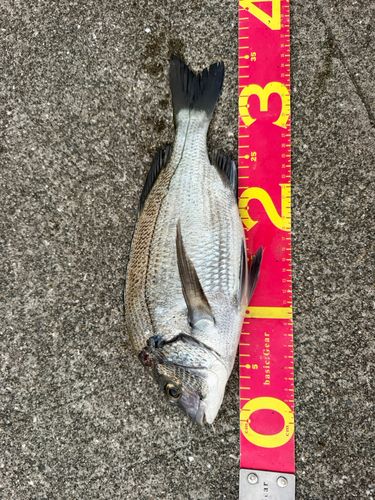 チヌの釣果