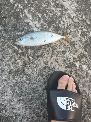 ツバスの釣果