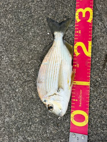 ヘダイの釣果