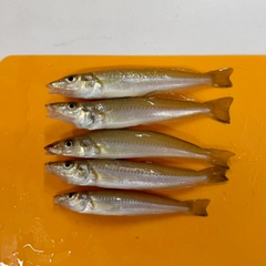 シロギスの釣果