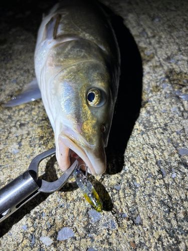 ウグイの釣果