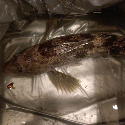 アイナメの釣果