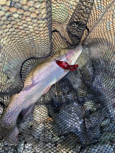 ニジマスの釣果