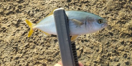 ワカシの釣果