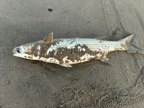 ボラの釣果