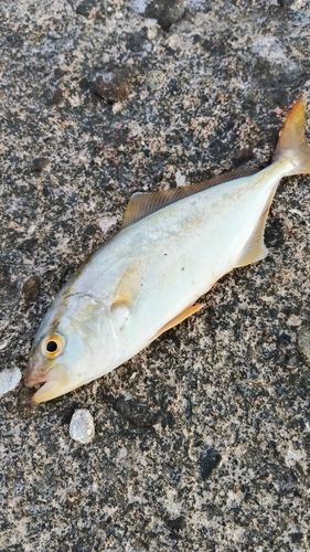 シオの釣果