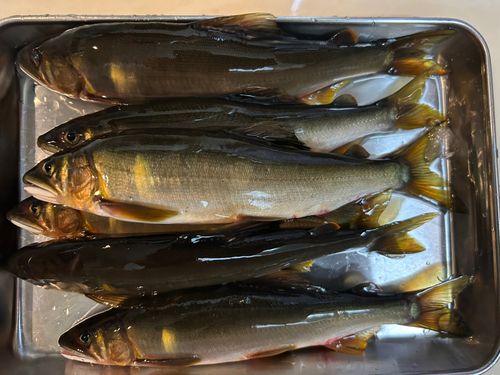 アユの釣果