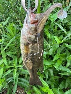 ブラックバスの釣果
