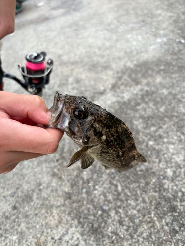 クロソイの釣果