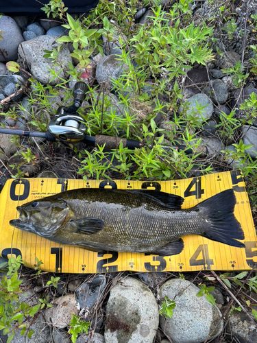 スモールマウスバスの釣果