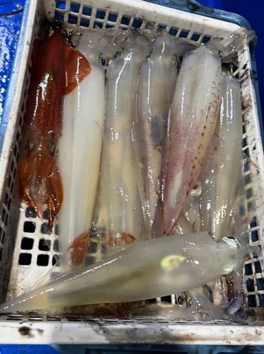 アカイカの釣果