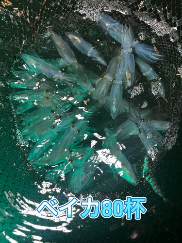 ベイカの釣果