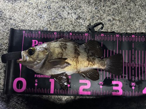 メバルの釣果