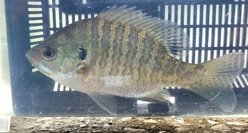 ブルーギルの釣果