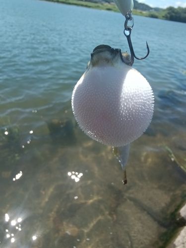 クサフグの釣果