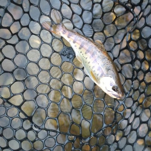 ヤマメの釣果