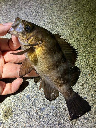 メバルの釣果