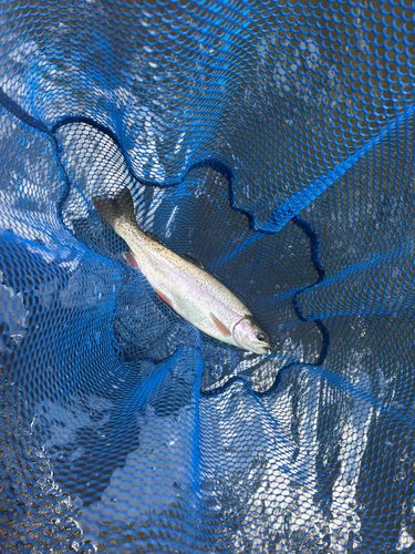 ニジマスの釣果