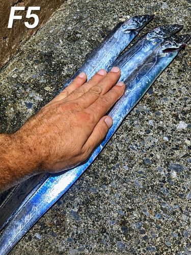 タチウオの釣果