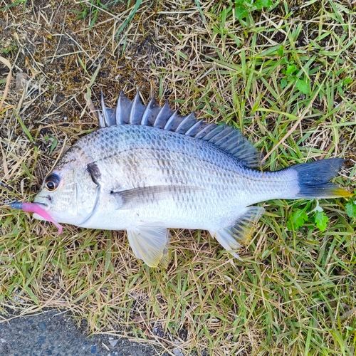 キビレの釣果