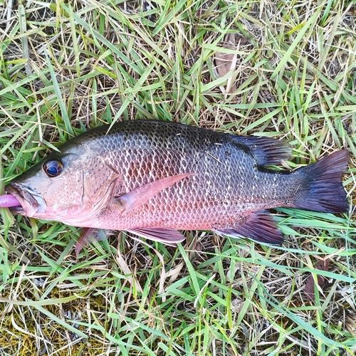 ゴマフエダイの釣果