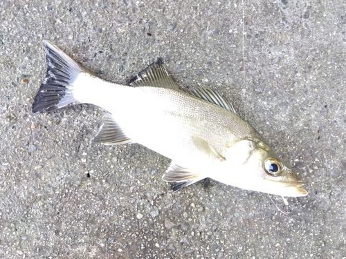 セイゴ（マルスズキ）の釣果
