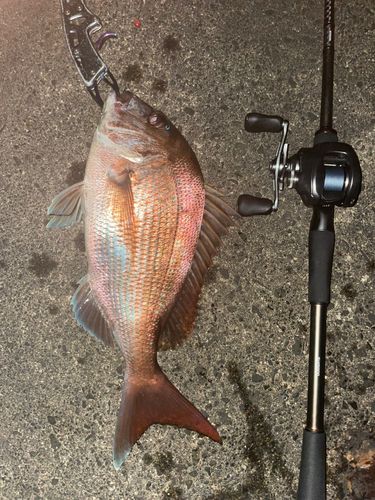 マダイの釣果