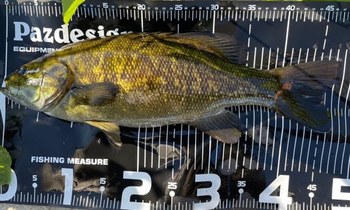 スモールマウスバスの釣果