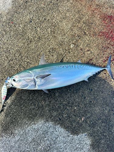 マルソウダの釣果