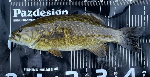 スモールマウスバスの釣果