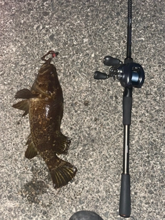 ベッコウゾイの釣果