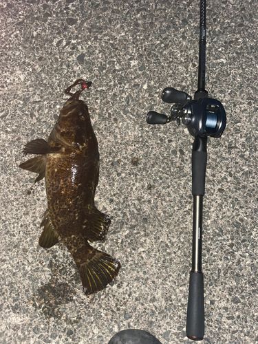 ベッコウゾイの釣果