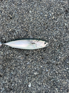 ソウダガツオの釣果