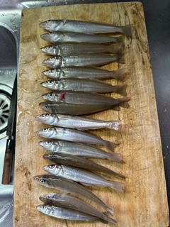 キスの釣果