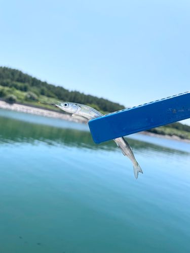 サヨリの釣果