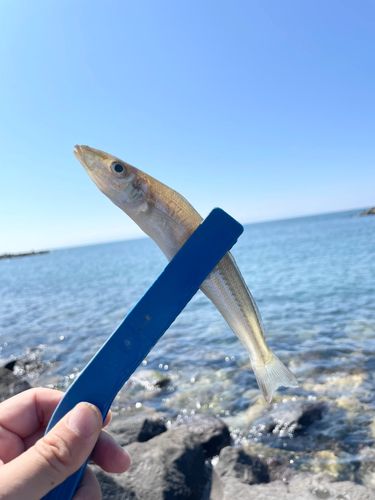 シロギスの釣果